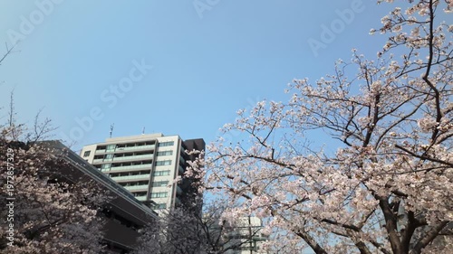 Wallpaper Mural 都会のビル群と満開の桜 東京のオフィス街の春 街角の風景 ビジネス街の桜 Torontodigital.ca
