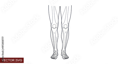 Human Leg Anatomy Vector Illustration - Skeleton, Muscle, Bone Structure