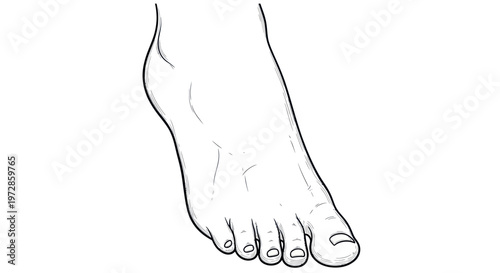 Human Foot Illustration, Top View, Line Art Sketch