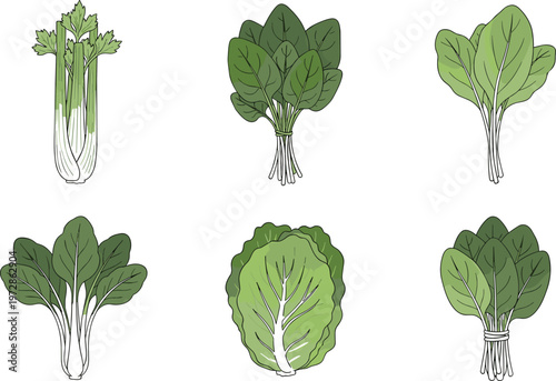 Set of fresh green leafy vegetables illustrations, hand drawn organic lettuce, spinach, bok choy and celery bundle collection for healthy food and nutrition design