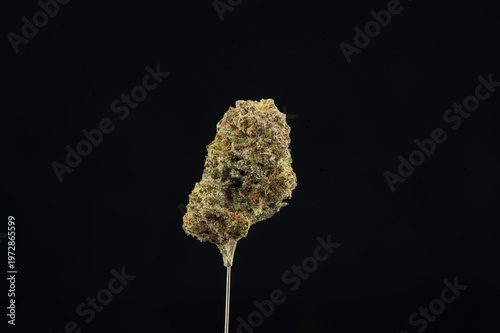 Close-up of a dense cannabis bud held delicately against a black background, highlighting its trichomes and vibrant colors.