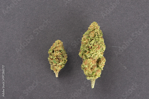 Two dried cannabis buds on a dark background, showcasing texture and coloration.