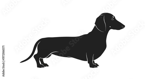 Profile silhouette of a dachshund dog featuring a long body, short legs, and floppy ears, black illustration with minimalist white line details isolated on a plain white background.