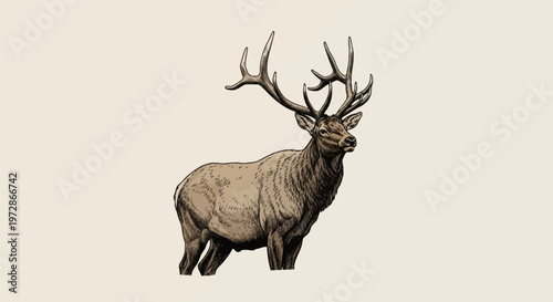 Vintage style engraving illustration of a large bull elk with antlers standing in profile view, featuring detailed pen and ink hatching and cross-hatching on a plain background.