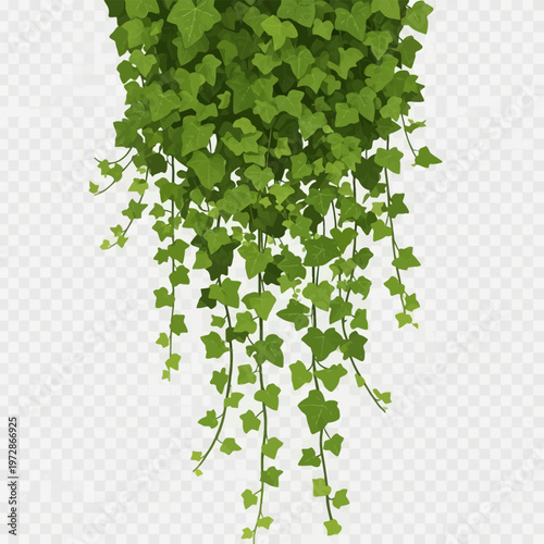 Dense green ivy hanging vine with multiple cascading stems and lobed leaves, vector illustration of trailing foliage isolated on a transparent checkerboard background grid.