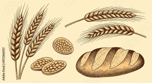 Vintage hand-drawn sketch set of wheat ears, cereal stalks, a whole loaf of crusty baked bread, and individual grains, etching style agricultural illustration on beige background.