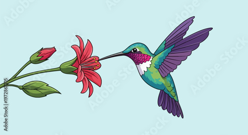 Vector illustration of a colorful hummingbird with teal, green, and purple plumage hovering to drink nectar from a red flower bloom with green leaves on a light blue background.