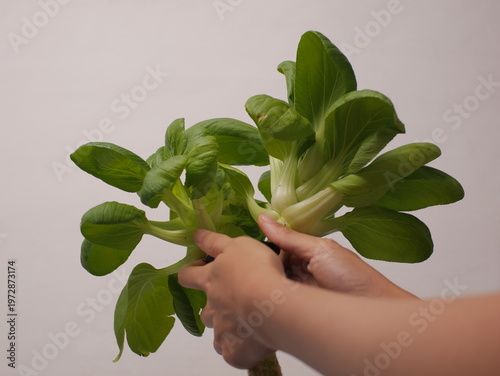 Foto Close up of fresh bok choy plant in hydroponic net pot