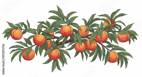 Vector illustration of a peach tree branch featuring ripe orange and red fruit clusters with green leaves isolated on a white background, displaying a detailed botanical style.