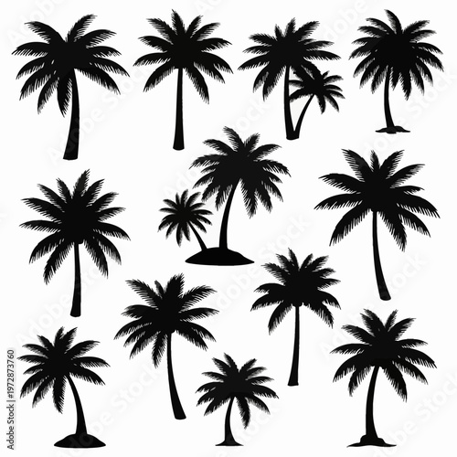 Set of various black palm tree silhouettes isolated on a white background, featuring detailed tropical coconut and exotic tree shapes with different trunk and leaf structures for design.