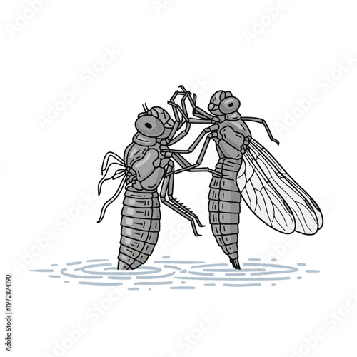 Grayscale vector illustration of a dragonfly nymph emerging from its larval skin or exuvia over a water surface with ripples, depicting the process of metamorphosis and molting.