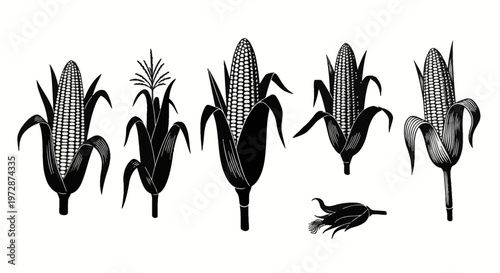 Set of black silhouette vector illustrations featuring several corn cobs with husks and kernels, including a corn stalk with tassels, isolated on a white background for design.