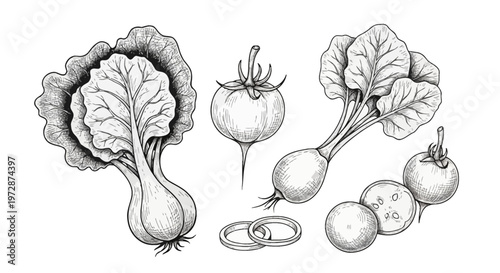 Hand-drawn vintage botanical illustration of vegetables including bok choy cabbage, radishes with leaves, a whole tomato, sliced vegetables, and onion rings in a black ink sketch style.