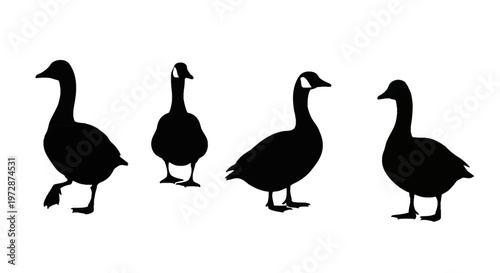 Set of four black silhouettes of Canada geese (Branta canadensis) standing in various poses, isolated on white background, suitable for nature and wildlife design projects.