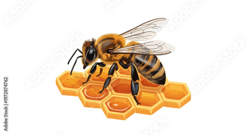 bee on white background