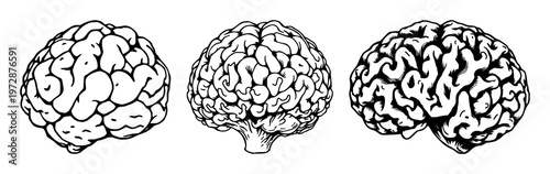 Brain coral texture pattern set with intricate black line art details and white background featuring marine life, reef organism, artistic design with texture and biology