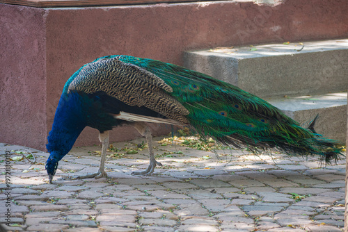 Male Peacock Pecking for Food on Stone Pavement