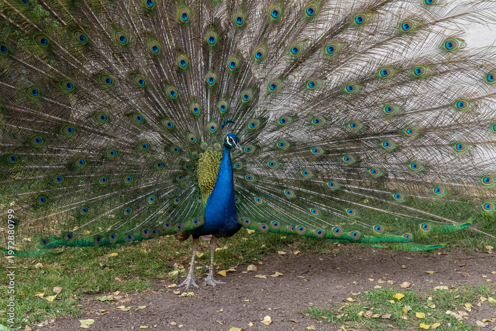 Obraz premium Majestic Male Peacock Displaying Full Colorful Tail Feathers