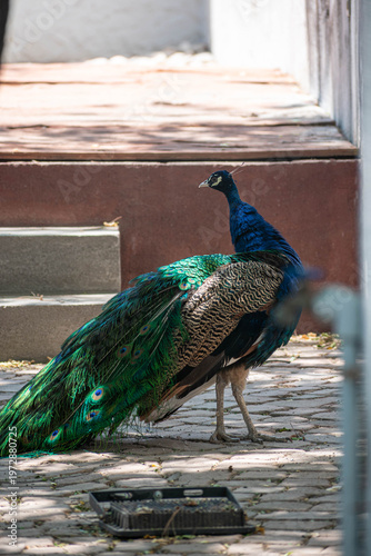 Majestic Blue Peacock with Long Vibrant Tail Feathers
