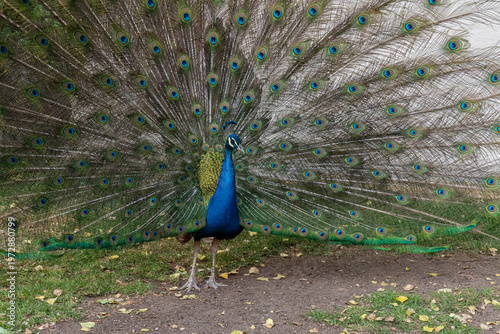 Majestic Male Peacock Displaying Full Colorful Tail Feathers