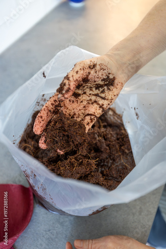 Photography Stockholm, Sweden A woman adds water to a plastic bag filled with dirt for spring planting