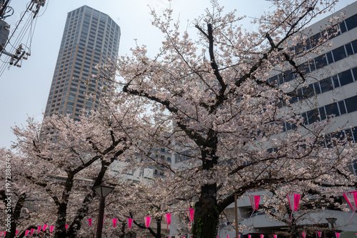 都会のマンションと満開の桜並木 青空に映える日本の春 都市景観 不動産イメージ