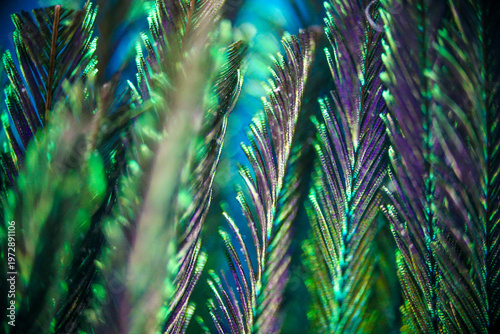 peacock feather under microscope