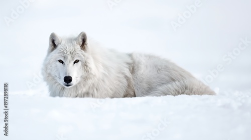 White Wolf Resting in Fresh Snow with Serene Winter Landscape