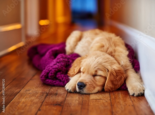 Golden Retriever Peacefully Sleeping with Purple Blanket on Wooden Floor
