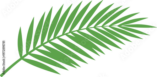 Palm leaf green tropical plant.