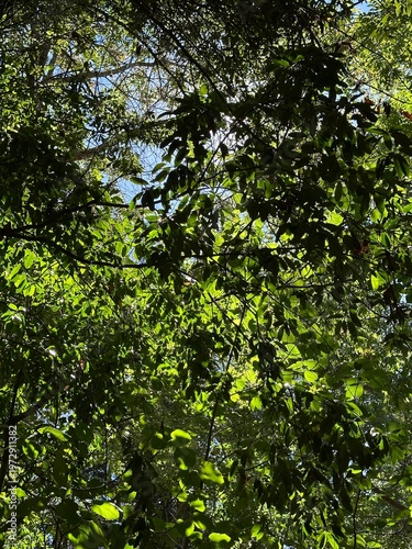 green leaves background