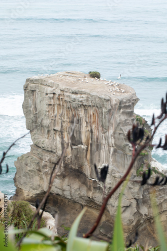 Coastal rock with seabird colony near Auckland New Zealand