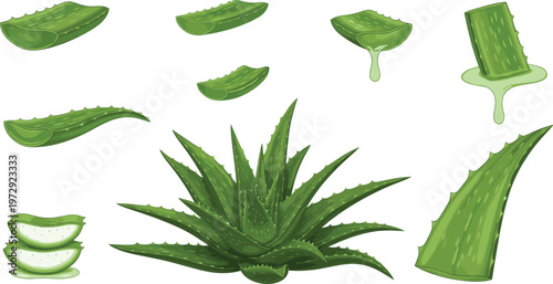 Fresh organic aloe vera plant with cut green leaves, dripping natural healing gel and sliced pieces, essential herbal ingredient for skincare, beauty and wellness