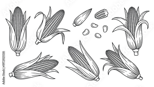 Collection of HandDrawn Corn Cobs and Kernels.
