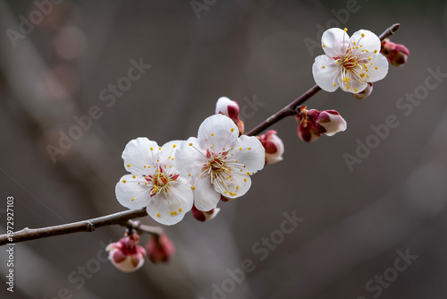 Beautiful white plum blossoms blooming on a diagonal branch with soft muted background in early spring.
