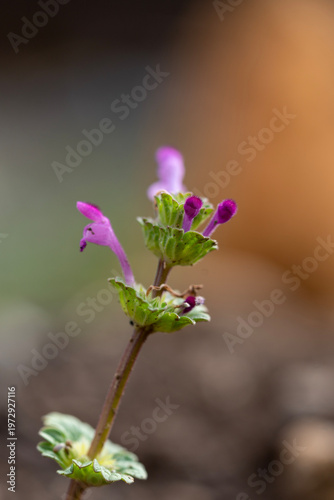 Macro shot of a tiny purple henbit deadnettle wildflower blooming with a soft blurred earth backgroun