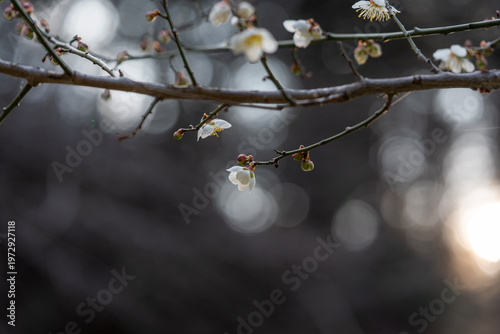 Delicate white plum blossoms on a branch with beautiful round bokeh and a moody dark background.