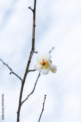 Minimalist low angle shot of white plum blossoms blooming on a branch against a bright sky.