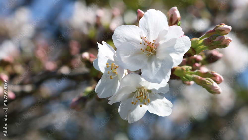 Fototapeta premium 春の桜