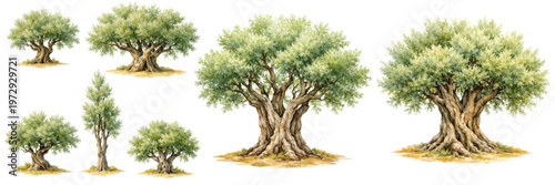 A charming watercolor collection of olive trees featuring ancient Mediterranean trees with twisted trunks and soft silvery green foliage illustrated in a natural botanical landscape style.
