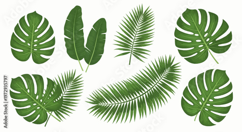 Set of tropical green leaves including Monstera deliciosa, palm fronds, and banana foliage isolated on white background. Detailed botanical illustration of exotic jungle plants.