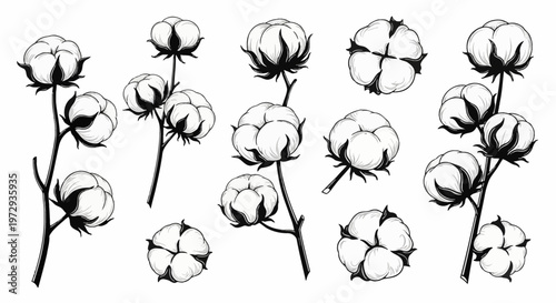 Monochrome set of cotton plant illustrations featuring cotton bolls on stalks and individual pods in a black and white line art engraving style isolated on white background.