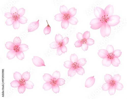 Delicate pink blossoms, petals, and a bud are arranged against a pure white background, evoking springtime's beauty