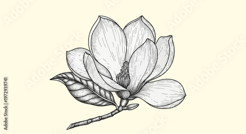 Hand-drawn black ink illustration of a magnolia flower bloom with textured petals, leaves, and a branch in a vintage botanical engraving style with detailed line art shading.