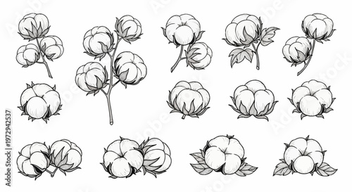 Monochrome vector collection of cotton plant icons featuring branches, ripe bolls, and fiber pods in a detailed line art engraving style. Botanical illustrations set on white background.