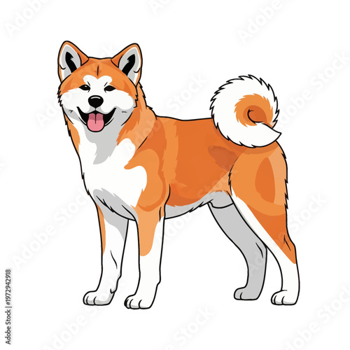 Vector illustration of a Japanese Akita Inu dog standing with a red and white coat, featuring a curly tail and a happy expression with tongue out, isolated on a white background.