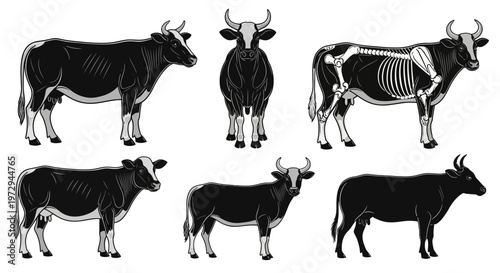 Cattle Anatomy: Side, Front, and Skeleton Views of Cows