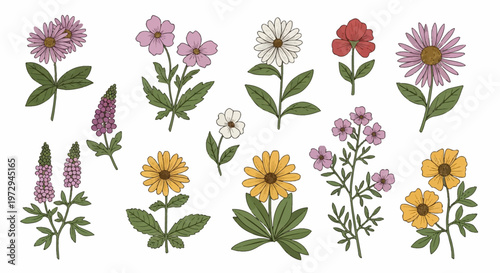Set of hand-drawn botanical wildflower illustrations including daisy, cosmos, aster, and lupine species with green leaves isolated on a white background for floral design elements.
