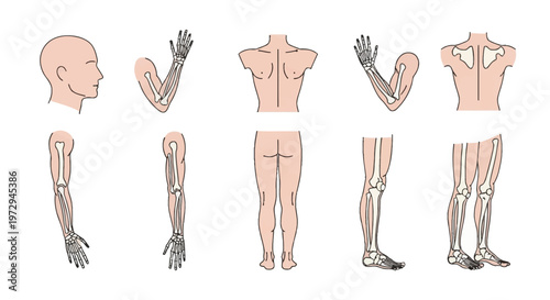Collection of anatomical vector illustrations showing human body parts with skeletal structures, including head profile, bent and straight arms, back, scapula, legs, knees, and ankles.