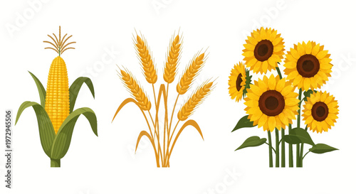 Agricultural illustration set featuring a ripe corn cob with green husks, a cluster of golden wheat stalks, and a bunch of yellow sunflowers isolated on a white background.
